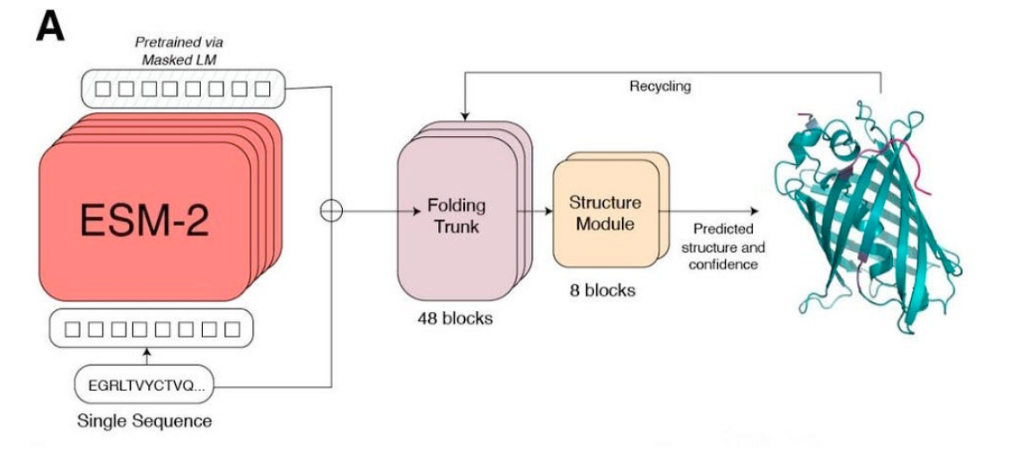 Picture Source: Lin et al (2023). Evolutionary-scale prediction of atomic-level protein structure with a language model.