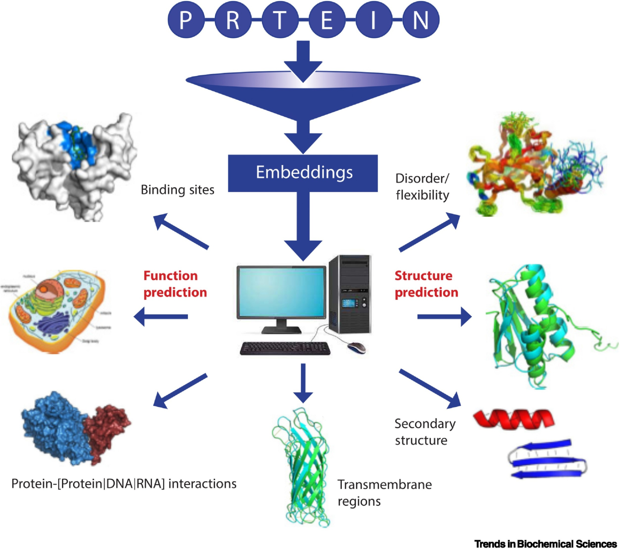 Picture Source: Bordin, Nicola et al (2023). Novel machine learning approaches revolutionize protein knowledge. Trends in Biochemical Sciences, Volume 48, Issue 4, 345 - 359