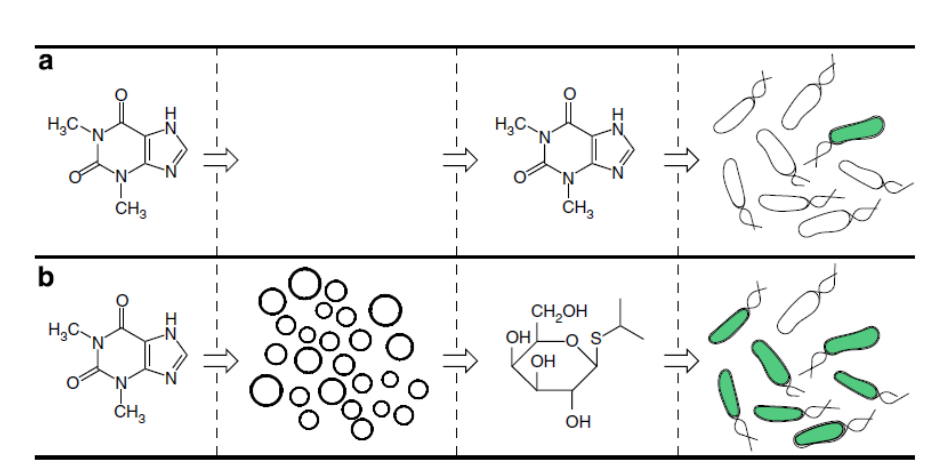 Artificial cells translate chemical signals for E. coli.
(a) In the absence of artificial cells (circles), E. coli (oblong) cannot sense theophylline.
(b) Artificial cells can be engineered to detect theophylline and in response release IPTG, a chemical signal that induces a response in E. coli.